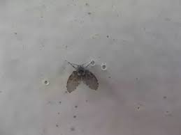 we are seeing small flies in our