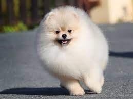 Check spelling or type a new query. 31 Small Fluffy Dog Breeds You Want To Cuddle Right Now Thegoodypet