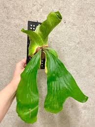 Image result for Platycerium stemaria