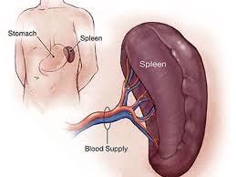 Lipsa apetitului, halitoză, greață și, mai rar, vărsături, somnolență sau oboseală nejustificată, durere surdă în partea dreaptă, superioară a abdomenului, chiar sub cutia toracică, acnee la vârstă adultă, rozacee, scaun apos de culoare deschisă, dificultăți de concentrare, schimbări bruște de dispoziție, depresie. LampÄƒ Data VitÄƒ Durere In Partea Stanga Sub Coasta Si Balonare Lmvdesigns Com
