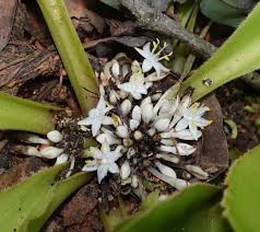 Image result for Chlorophytum geophilum