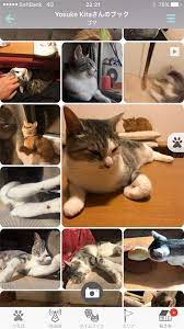 ما السر وراء شعبية القطط في اليابان nippon com