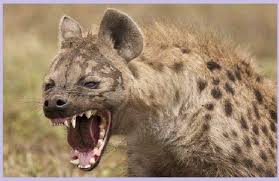 Kizgin Beneklli Sirtlan Wild Dogs Hyena Animals Wild