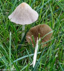 Image result for Conocybe lactea