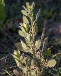 Image result for Pseudoconyza viscosa