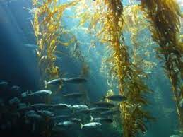 Lupus Brown Seaweed Health Benefits Fucoidan Melissa S Blog