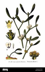Image result for Viscum