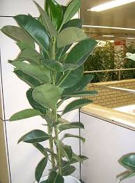 Image result for Ficus pseudomangifera