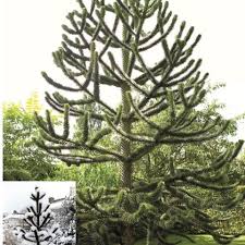 The tree is native to the andes mountains of south america and is an endangered species in its native habitat. Monkey Puzzle Tree Advice Bbc Gardeners World Magazine