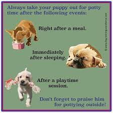 Maybe you would like to learn more about one of these? Do S And Don Ts On Puppy Obedience Dog Training Dog Training Tips And Tricks Dog Potty Training Potty Training Puppy Puppy Training