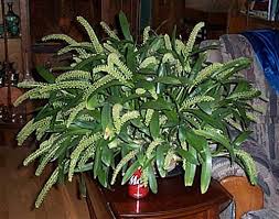 Image result for Liparis tridens