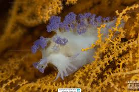 Image result for Tritonia moggii