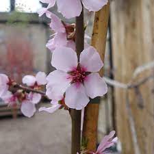 Vibrant green foliage + vivid pink blooms a classic tree grown for optimal benefits.with the ne plus almond, you'll get unbelievable color that's second to none. Ingrid Almond Trees For Sale Prunus Persicoides Ingrid