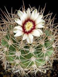 I'd rather photograph cacti than any other plants. 65 Gymnocalycium Ideas Cactus Cacti And Succulents Succulents