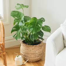 The genus is named from the latin word for monstrous or abnormal. How To Grow And Care For Monstera Deliciosa