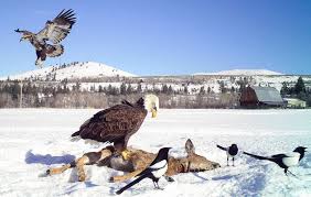 Differences Between A Bald And Golden Eagle Audubon