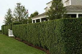 Backyard Privacy Hedges Privacy Landscaping Backyard Privacy Living Fence