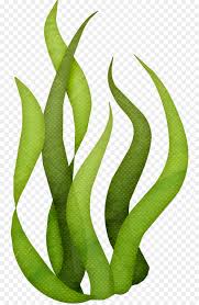 Algae Clipart Seaweed Algae Seaweed Transparent Free For Download On Webstockreview 2020