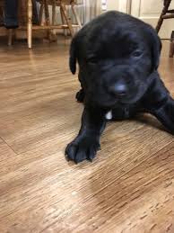 Jun 30, 2021 · puppyfinder.com is your source for finding an ideal labrador retriever puppy for sale near virginia beach, virginia, usa area. Litter Of 4 Labrador Retriever Puppies For Sale In Goodview Va Adn 57012 On Puppyfinder Com Gender Male Age 3 Litter Of Puppies Labrador Retriever Puppies