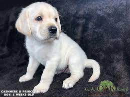 Pin On Labrador Puppies For Sale