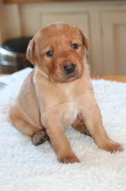 They are ready to investigate anything. Puppy Development Week By Week A Guide To The Important Stages