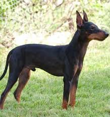 The cost to buy a manchester terrier varies greatly and depends on many factors such as the breeders' location, reputation, litter size, lineage of the puppy, breed popularity (supply and demand), training, socialization efforts, breed lines and much more. Manchester Terrier Information Dog Breed Facts Dogell Com