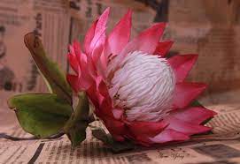 Protea By Elena Ujshag Australian Native Flowers Flower Photography Art Foam Flowers