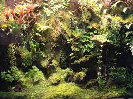 Vivarium Background Planting Terrarium 39 S And Viv 39 S Pinterest Vivarium Terrarium Reptile Terrarium