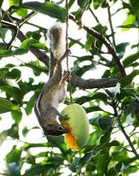 See How A Squirrel Hangs Upside Down And Eat A Mango Baby Squirrel Squirrel Animal Antics