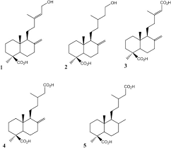 Image result for Nidorella spartioides