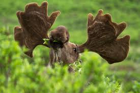 Check spelling or type a new query. 9 Animals That Are Feeling The Impacts Of Climate Change U S Department Of The Interior