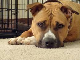 Pin On Adorable Puppies