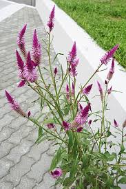Image result for Celosia stuhlmanniana