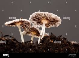 Image result for Coprinus sp.