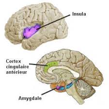 Le cbd est un composant du cannabis principalement associé à des effets thérapeutiques. Quand Le Cerveau Revele Une Incroyable Capacite De Resilience Realites Biomedicales