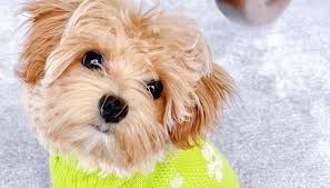 They are company dogs that typically like to cuddle and are highly sensitive. Maltipoo For Sale Near Home Facebook