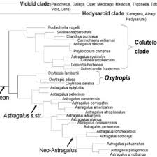 Image result for Astragalus atropilosulus