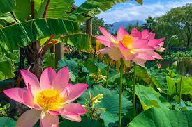 Welcome to the lotus foods website & online store! Open Dec 26th