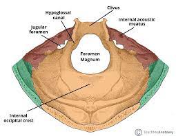 Lesser palatine nerve and vessels. Cranial Foramina Foramen Ovale Skull Teachmeanatomy