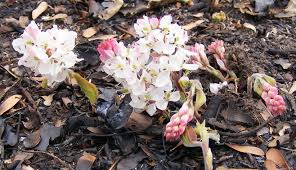 Image result for Cryptosepalum maraviense