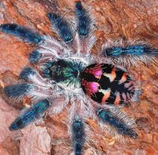 Typhochlaena seladonia (brazilian jewelled tarantula) update and handling. Gielzqr Wlbgwm