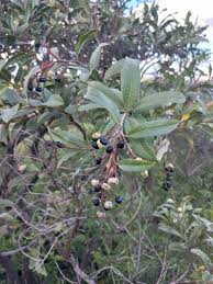 Image result for Ozoroa