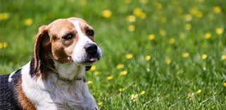 Since the beagle is a small breed, you need to be especially careful when it comes to considering the factors they are not a good source of high quality protein. Top 5 Best Dog Foods For Beagles Daily Dog Stuff