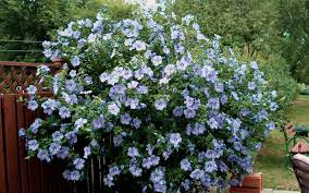 Rose of sharon (hibiscus syriacus) is a flowering bush that comes in many cultivars. Hibiscus Syriacus Blue Bird Vancouver Island Grows