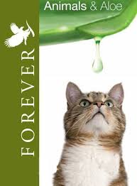 Aloevera Gel Drink Is Great For A Cats All Over Health Take Care Off Your Adorable Cats They De Forever Living Products Forever Living Aloe Vera Forever Aloe