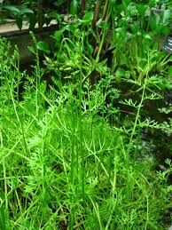 Image result for Parkeriaceae