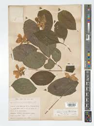 Image result for Heinsia