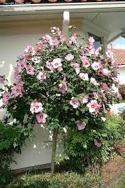 Pin On Garden