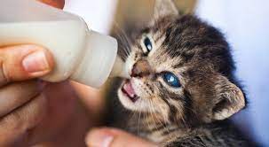 4 Homemade Kitten Formula Recipes Hepper Recipe Kitten Formula Kitten Formula Recipe Formula Recipes