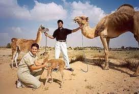 Llamas and alpacas have been used by humans for transportation and fleece production for a few thousand years. Pin On Cute Wittle Animals